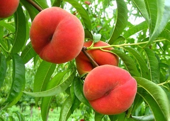 Инжирный персик — что это за фрукт и какими свойствами он обладает