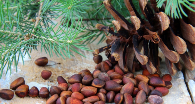 Польза кедровых орехов для организма женщин и особенности применения