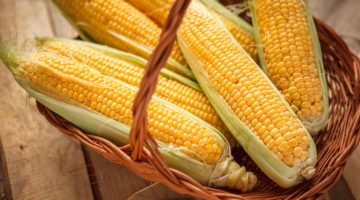 Полезные свойства и противопоказания к употреблению кукурузы